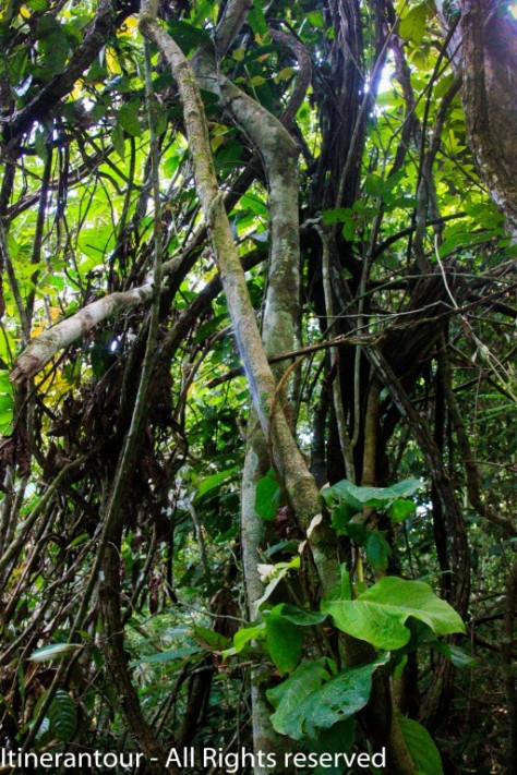 Jungle Amazonienne - Parc National Madidi (41)